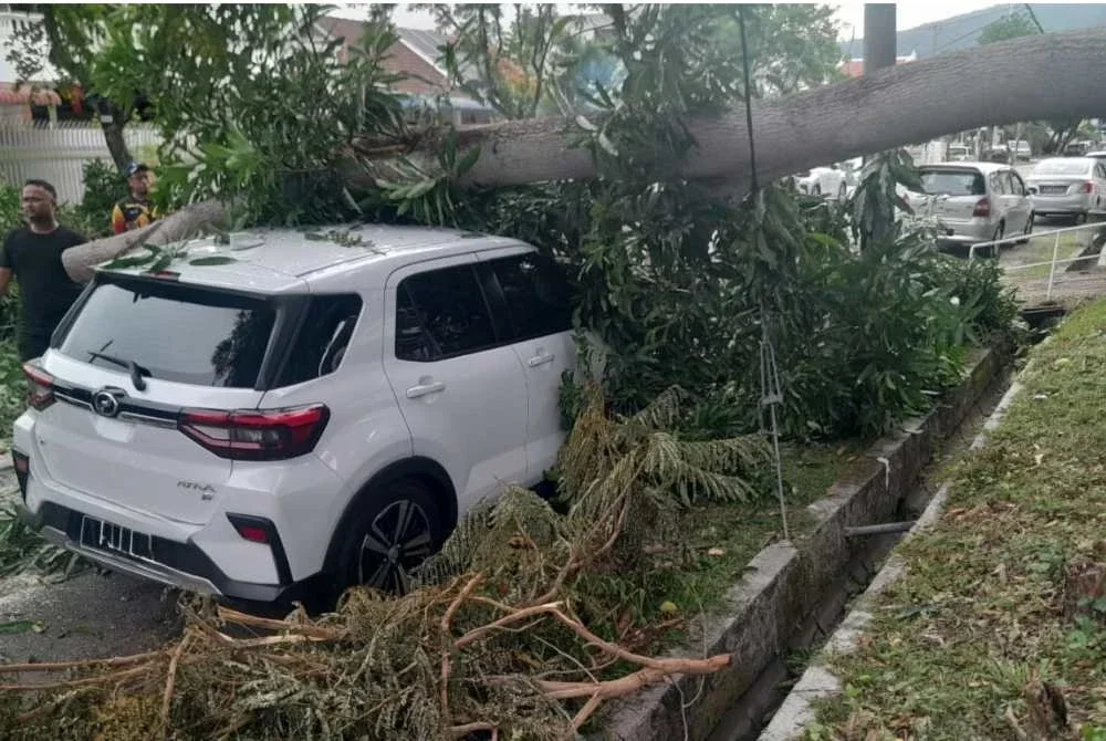 Sebuah Perodua Ativa rosak selepas dihempap sebatang pokok.