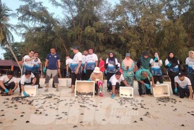 Sebanyak 570 anak penyu agar dilepaskan ke perairan Taman Laut Pulau Redang, Terengganu pada Isnin.
