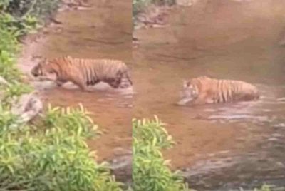 Tangkap layar video tular yang memaparkan seekor harimau Malaya di kawasan Jambatan Sungai Relai.