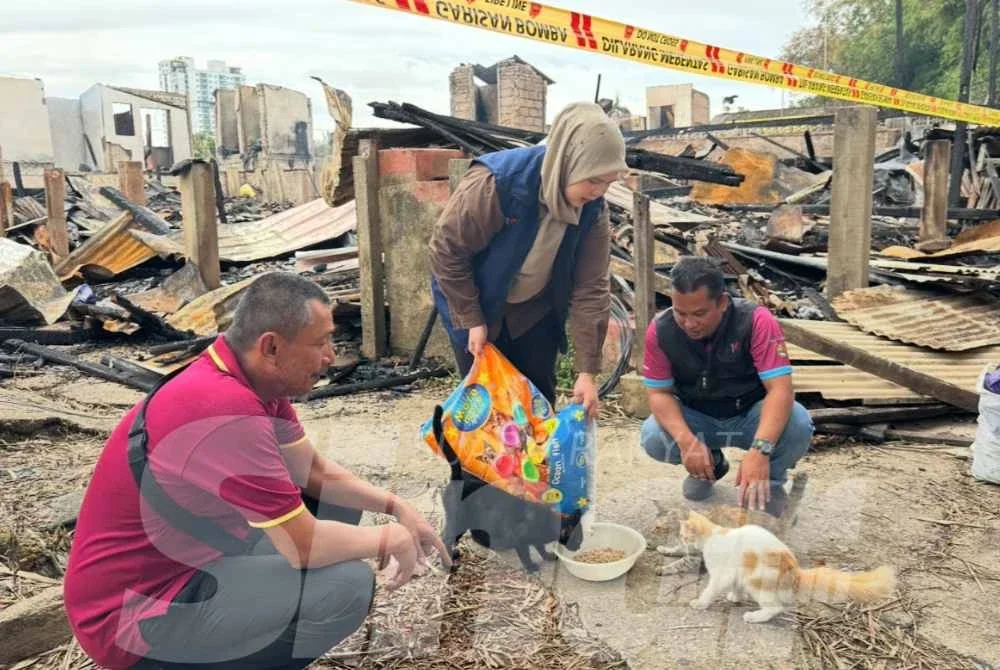 Pihak JPV yang membawa makanan dan memberi makan kepada kucing di lokasi kebakaran. - Foto: SINAR HARIAN/ADILA SHARINNI WAHID