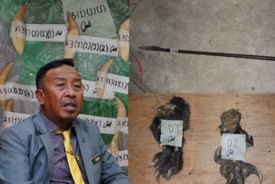 Antara barang kes yang dirampas Perhilitan dalam serbuan di sebuah kediaman di Kuala Krai pada Selasa. - Gambar kecil (Abdul Kadir)