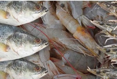 Larangan berkenaan menjejaskan pendapatan penternak udang Thailand. Foto The Nation.