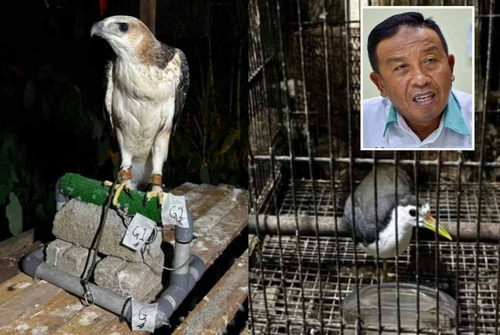 Burung helang disyaki spesies Lang Hindek dan ruak-ruak antara yang dirampas Perhilitan menerusi serbuan di sekitar Tumpat pad Rabu. Foto kecil: Abdul Kadir