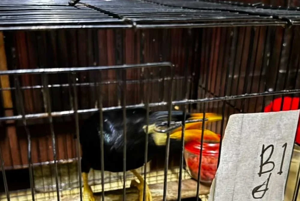 Perhilitan turut merampas burung disyaki tiong mas susulan penahanan dua suspek di sekitar Tumpat Rabu lalu.