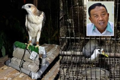 Burung helang disyaki spesies Lang Hindek dan ruak-ruak antara yang dirampas Perhilitan menerusi serbuan di sekitar Tumpat pad Rabu. Foto kecil: Abdul Kadir