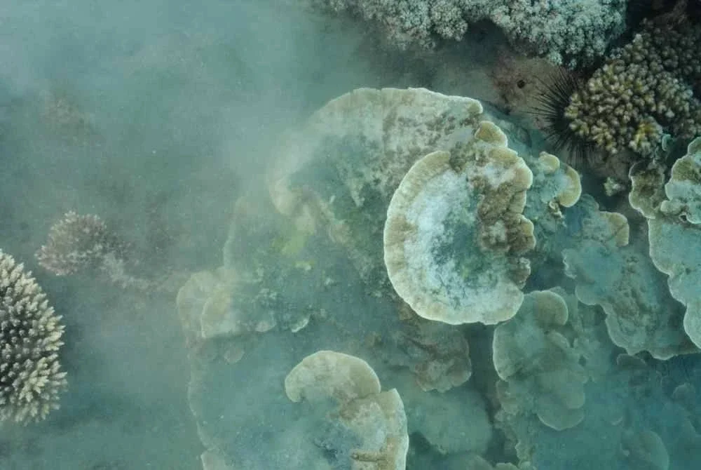 Batu karang cendawan antara yang menjadi sasaran penjenayah hidupan marin. FOTO: DOF