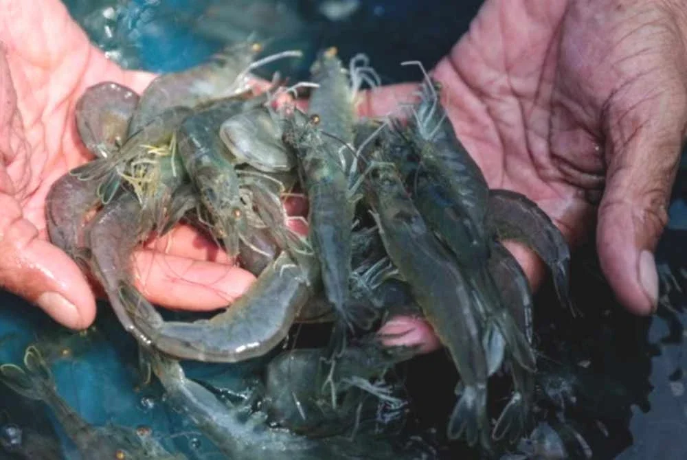 DOF memberi jaminan bekalan udang segar tempatan di pasaran di seluruh negara mencukupi. Foto Bernama