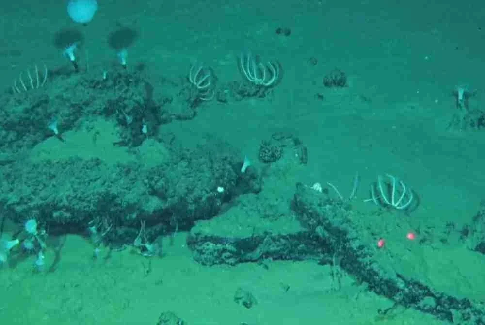 Sekumpulan penyelidik antarabangsa menemui sebuah “kubur paus” gergasi di dasar laut Samudera Hindi yang dianggarkan berusia sehingga 5.3 juta tahun. Foto AP
