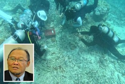 Aquaria dengan kerjasama UMT dan DOF melaksanakan pemuliharaan karang di Pulau Redang baru-baru ini. Gambar kecil: Adnan
