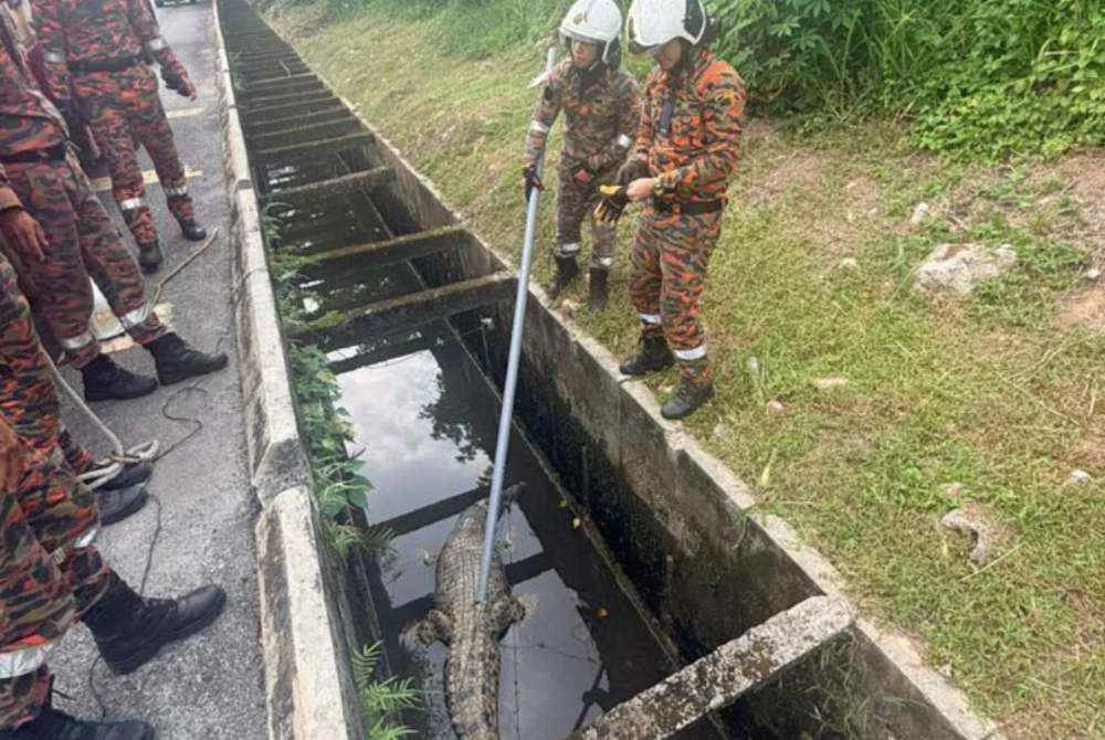 Anggota bomba sedang menjalankan kerja menangkap buaya berkenaan.