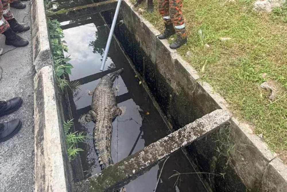 Seekor buaya sepanjang lebih 3 meter yang ditemui terperangkap dalam longkang.