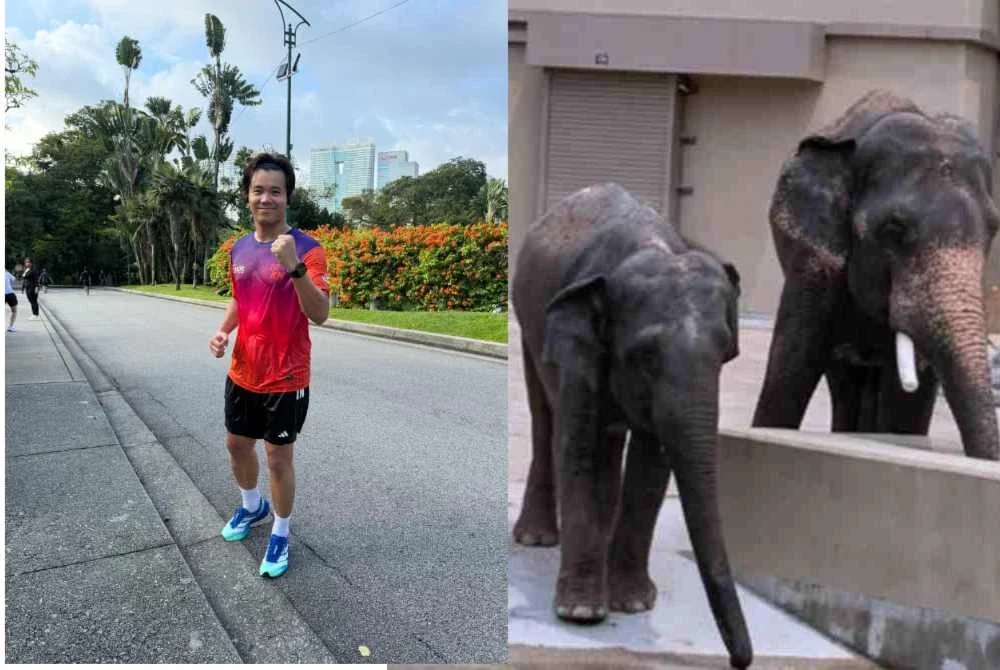Larian selama enam hari dikenali sebagai Larian Solidariti Bersama DAK itu bertujuan menyuarakan kebimbangan terhadap kebajikan tiga gajah iaitu Dara, Amoi dan Kelat yang kini ditempatkan di Zoo Tennoji, Osaka.