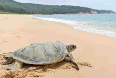 Seekor penyu laut merangkak menuju ke laut di Huizhou, Wilayah Guangdong, China. Foto AFP