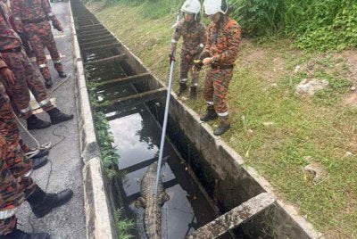 Anggota bomba sedang menjalankan kerja menangkap buaya berkenaan.