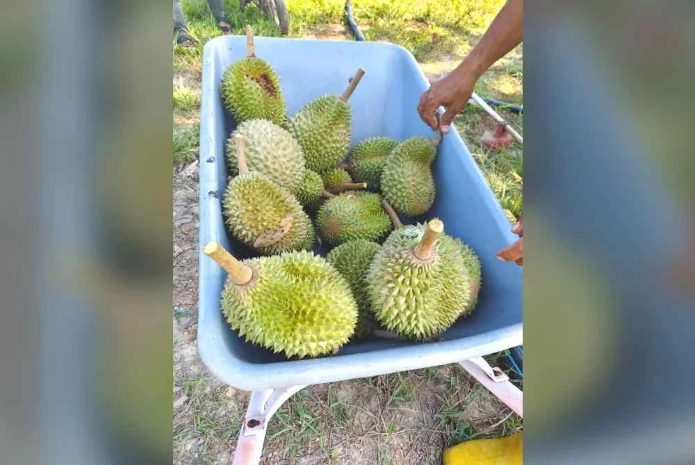 Antara hasil musang king yang ditanam melalui Program Pembangunan Plot Durian Musang King di Ladang UniSZA.