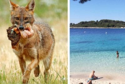 Seramai 11 orang cedera termasuk tiga kanak-kanak cedera diserang sekumpulan serigala di Pantai Duga. Foto: RoyaNews.