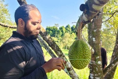 Pokok musang king yang ditanam melalui Program Pembangunan Plot Durian Musang King di Ladang UniSZA kini mula membuahkan hasil.