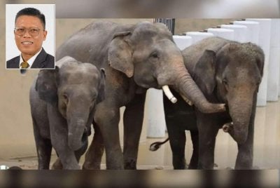 Mohamed Akmal (gambar kecil) menjelaskan, dakwaan tular di media sosial kononnya Kelat diasingkan daripada Dara dan Amoi atas faktor kebajikan adalah tidak tepat kerana tindakan itu merupakan prosedur pengurusan standard sepanjang tempoh musth.