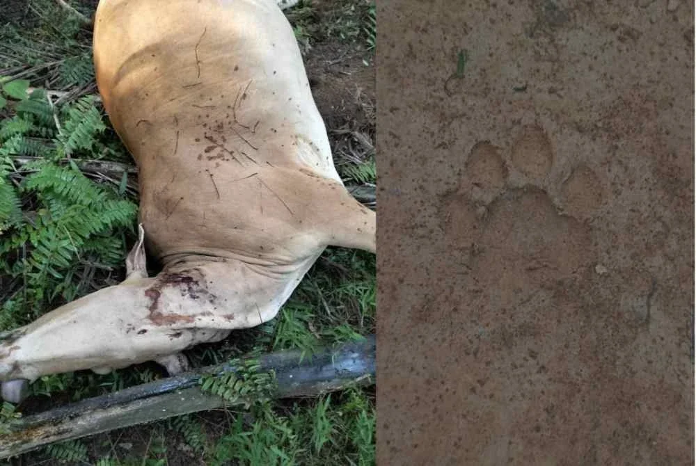 Lembu ditemukan mati dipercayai akibat serangan harimau di Ladang Sungai Mok dekat sini dalam kejadian yang berlaku sejak Jumaat lalu. Foto Polis Rompin