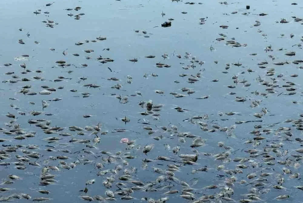 Ribuan ikan ditemui mati terapung di Taman Tasik Danau Kota pada Selasa.