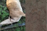 Lembu ditemukan mati dipercayai akibat serangan harimau di Ladang Sungai Mok dekat sini dalam kejadian yang berlaku sejak Jumaat lalu. Foto Polis Rompin