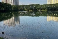 Keadaan Taman Tasik Danau Kota dicemari bau busuk akibat bangkai ikan terapung.