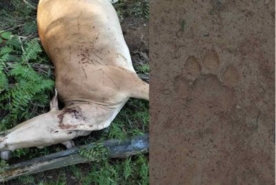 Lembu ditemukan mati dipercayai akibat serangan harimau di Ladang Sungai Mok dekat sini dalam kejadian yang berlaku sejak Jumaat lalu. Foto Polis Rompin