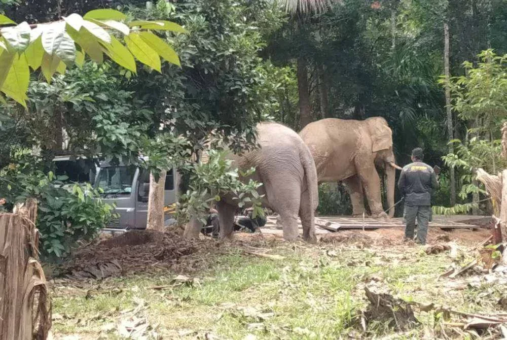 Operasi pemindahan gajah dilaksanakan Jabatan Perhilitan di Kampung Bongor pada Rabu.