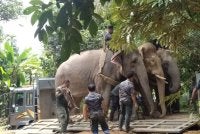 Operasi pemindahan gajah dilaksanakan Jabatan Perhilitan di Kampung Bongor pada Rabu.