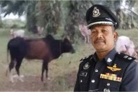 Saari berkata, polis menahan lima suspek termasuk seorang wanita sebelum membawa kepada penemuan 32 lembu di kawasan kebun kelapa sawit.