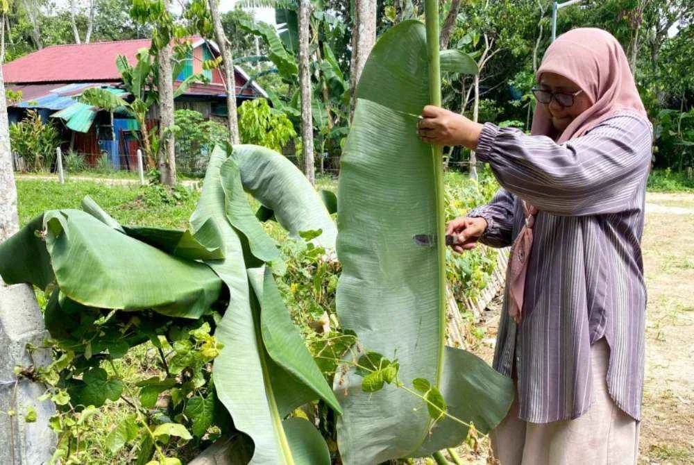Daun pisang digunakan sebagai alas untuk membangkitkan lagi aroma bubur asyura.