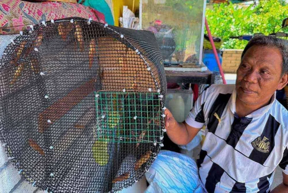 Muhammad Sayuti Mat, 53, memeriksa sebahagian belalang kerek atau belalang rusa yang dipeliharanya ketika ditemui Bernama di Kampung Manal 3 baru-baru ini. - Foto Bernama