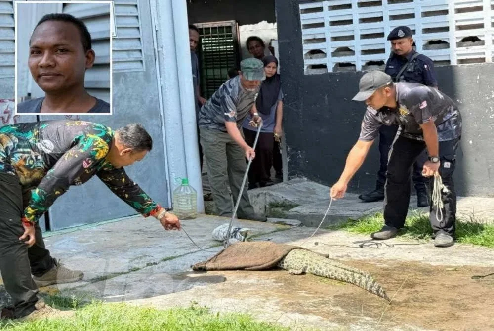 Anak buaya yang tersangkut pada jala ditangkap sebelum diletak di Rumah Pangsa Lereh sementara menunggu Perhilitan tiba. Gambar kecil: Mohd Rafi.