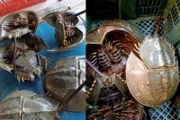 Jumlah pendaratan belangkas di negara ini meningkat.