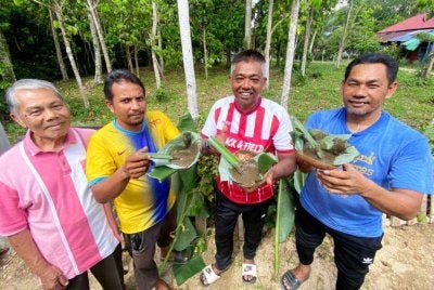 Setiap kali sambutan tahun baharu hijrah, penduduk di Kampung Padang Hangus, Pasir Mas meneruskan tradisi mengacau bubur asyura dan uniknya mereka masih mengekalkan tradisi makan hidangan itu menggunakan daun nanas dan tempurung kelapa.