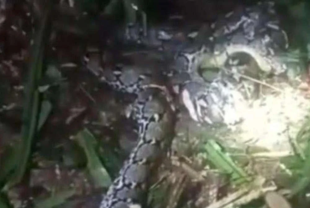 Seorang wanita maut selepas separuh badan ditelan ular sawa ketika memindahkan haiwan ternakan di kebunnya.