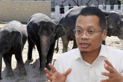 Gajah Dara, Amoi dan Kelat yang menyentuh hati kerana dihantar jauh ke negara asing atas nama pemuliharaan serta kerjasama antarabangsa. Gambar kiri: Nik Nazmi