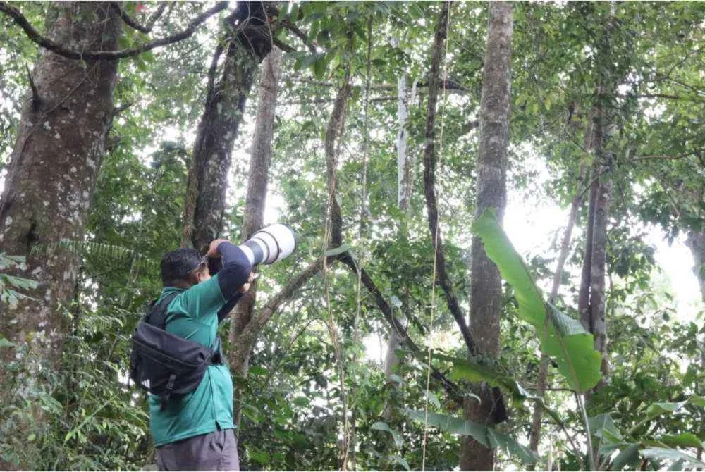 Bukit Frazer menerima kehadiran pelbagai spesies burung migrasi dari kawasan utara Asia termasuk Siberia dan Asia Timur.