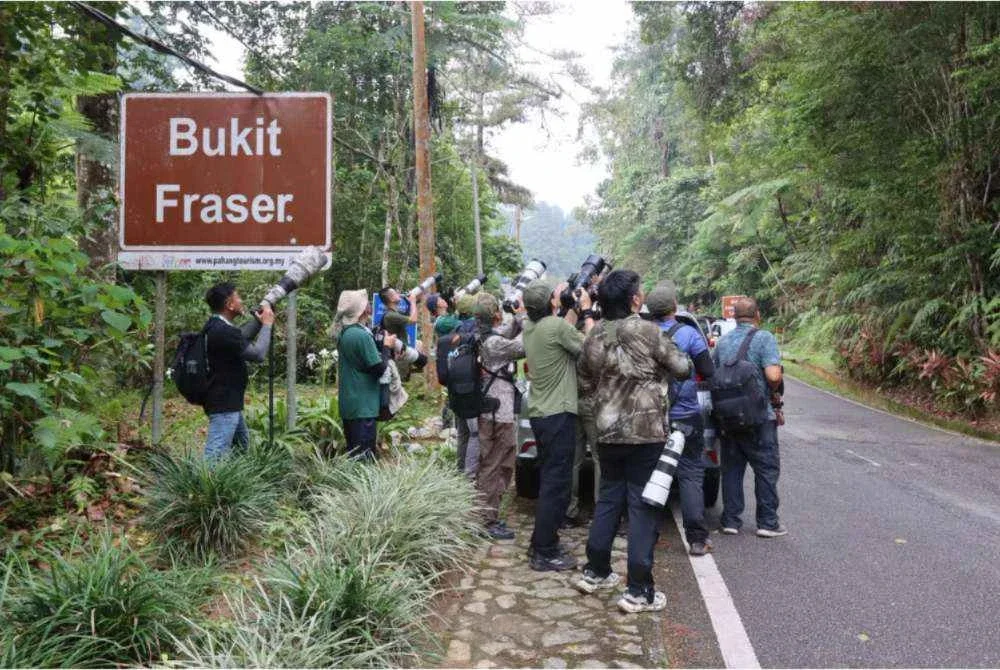 Kumpulan peserta merakam pelbagai spesies burung yang ditemui di sekitar kawasan Pertandingan Mengenal Burung Antarabangsa Bukit Fraser Kali Ke-37.