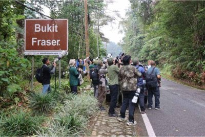 Kumpulan peserta merakam pelbagai spesies burung yang ditemui di sekitar kawasan Pertandingan Mengenal Burung Antarabangsa Bukit Fraser Kali Ke-37.