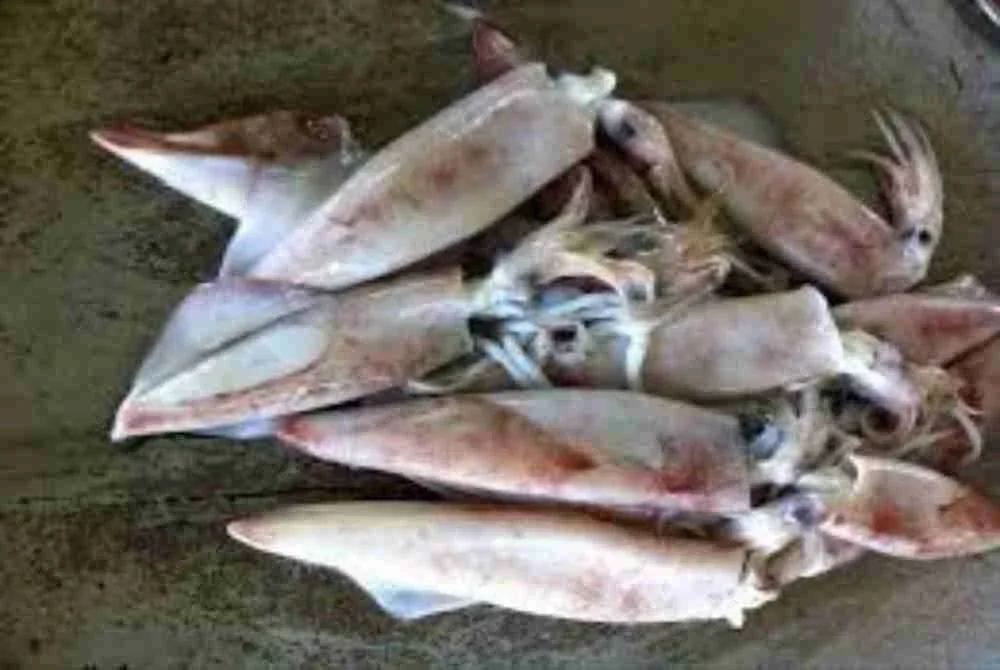 Musim mencandat sotong masih rancak di Pantai Timur.
