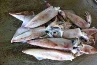 Musim mencandat sotong masih rancak di Pantai Timur.