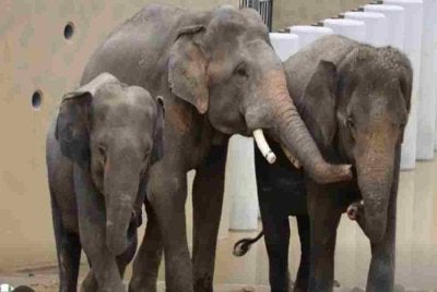 NRES tidak akan sesekali berkompromi atau melindungi mana-mana pihak sekiranya terbukti wujud sebarang salah laku, penyelewengan atau pelanggaran prosedur dalam urusan pemindahan tiga ekor gajah Asia dari Zoo Taiping, Perak ke Zoo Tennoji di Osaka, Jepun.