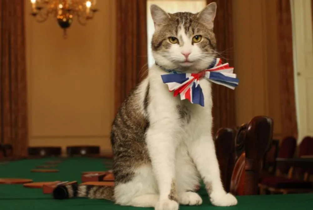 Larry mengenakan tali leher bercorak bendera Union Jack di Bilik Kabinet, No. 10 Downing Street, pada 28 April 2011. Foto: NPR