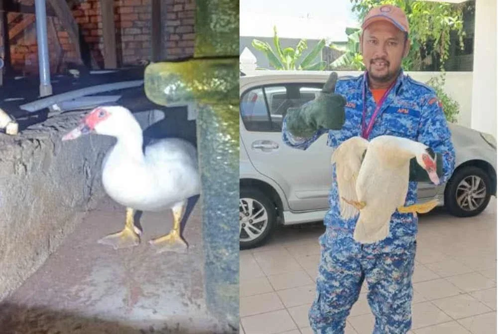 Anggota APM bersama serati jenis 'Mike Hotel Lima' yang terperangkap di dalam siling sebuah rumah di Kampung Baung Bayam, Kota Bharu. Foto APM