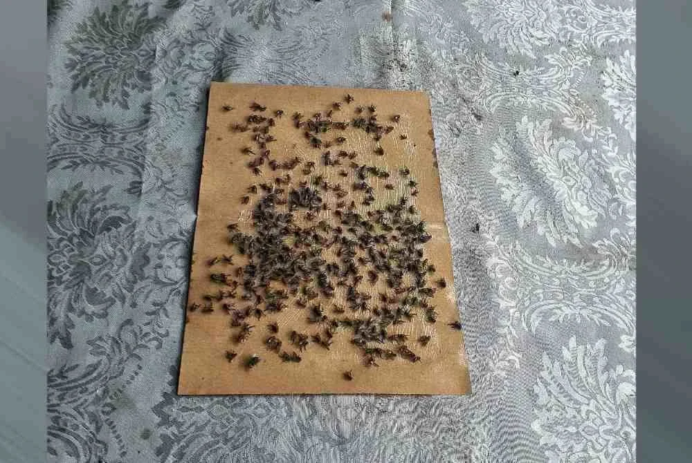 Gangguan lalat dan penduduk tempatan mahu pihak berkuasa tempatan untuk mengambil tindakan segera bagi atasi masalah tersebut. Foto pembaca.