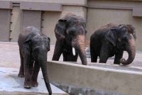 Dara, Amoi dan Kelat kini ditempatkan di sebuah zoo di Osaka, Jepun.