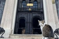 Larry berjaga di hadapan pintu hitam ikonik No. 10 Downing Street di London. Foto ihsan Horatio Lovering