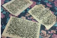 Antara pelekat lalat yang dipasang bagi menjaga kebersihan warung berikutan masalah serangan lalat yang didakwa berlarutan sejak sekian lama. Foto pembaca