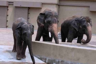 Dara, Amoi dan Kelat kini ditempatkan di sebuah zoo di Osaka, Jepun.